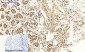 Cdk2 Polyclonal Antibody